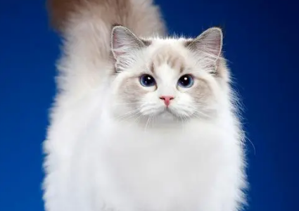 布偶猫咬自己脚流血,布偶猫咬自己的脚原来是这么回事! 布偶猫咬自己脚流血,布偶猫咬自己的脚原来是这么回事!
