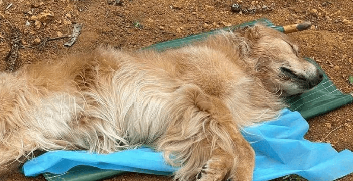犬瘟热的可怕死亡率？