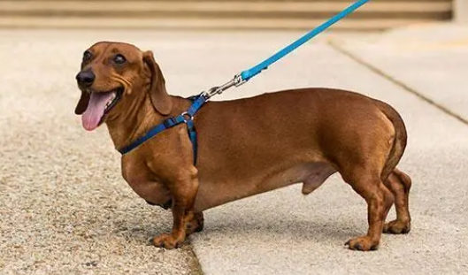 腊肠犬怎么护理? 腊肠犬怎么护理?