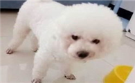 比熊狗狗挑食不吃狗粮怎么办？