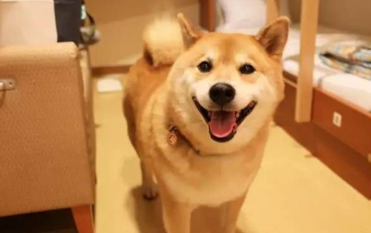 黄柴犬多少钱一只?如何饲养刚买的幼柴? 黄柴犬多少钱一只?如何饲养刚买的幼柴?