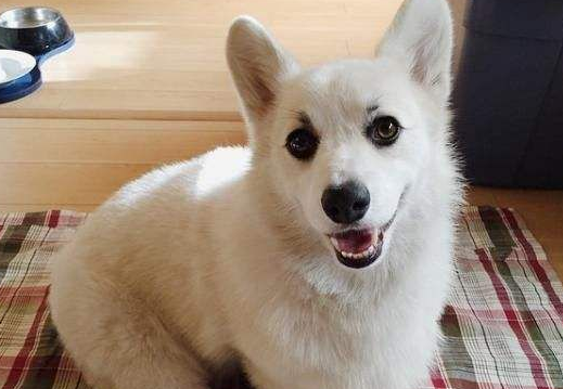白色柴犬耳朵颜色？白柴怎么看品相