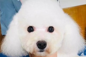 一文告诉你，狗狗胃扭转的症状怎么治疗？