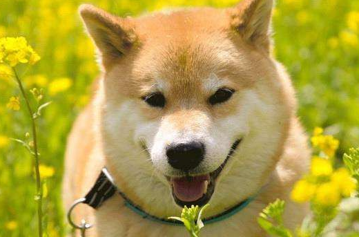 柴犬鼻子有声音，柴犬鼻子哼哧哼哧的怎么回事？