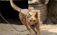 为何你家幼犬狗狗常生病了呢?喂食狗狗蛋白粉增强免疫了吗?