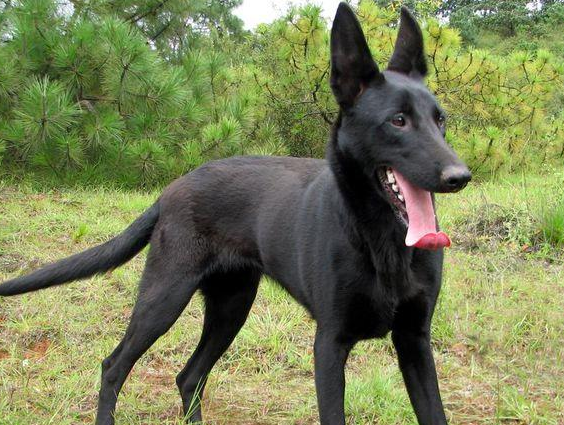黑狼犬幼犬怎么训听话
