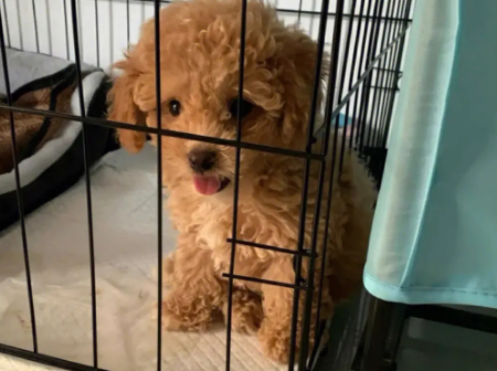 泰迪狗狗多久驱虫一次最好