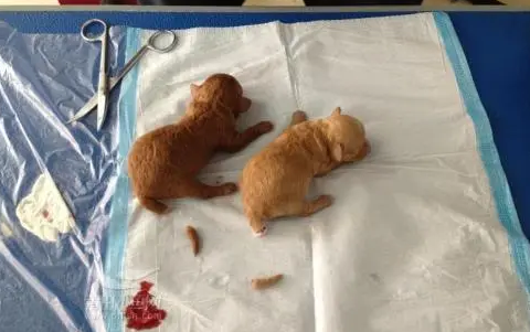 泰迪狗什么时候断尾最好