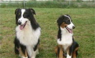 成年澳洲牧羊犬喂多少？不要给澳洲牧羊犬喝牛奶