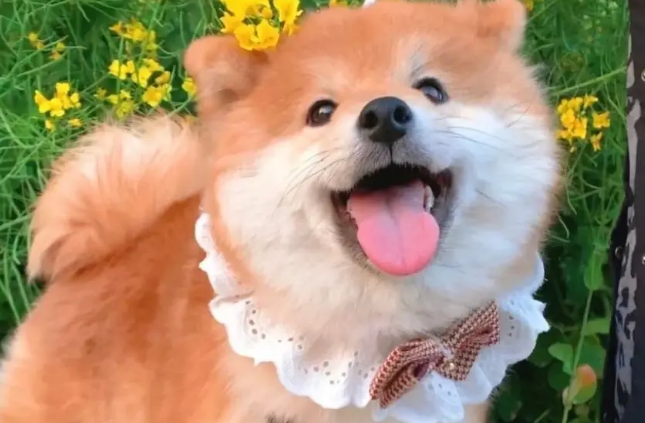 柴犬鼻子有声音，柴犬鼻子哼哧哼哧的怎么回事？