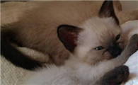 暹罗猫不吃猫粮怎么办?这是挑食的表现需要改过