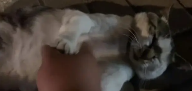 曾经亲人的流浪猫，却逐渐变得警惕和戒备