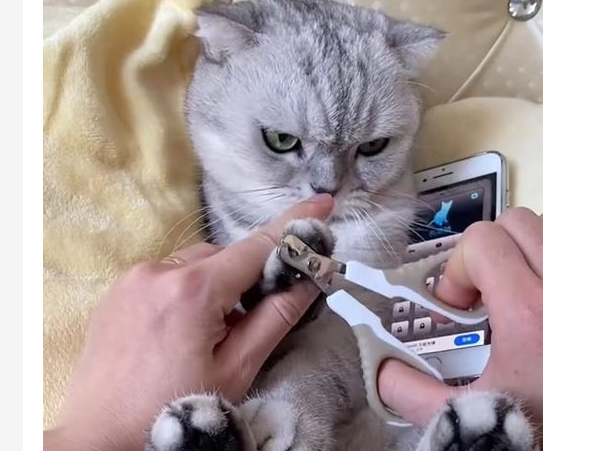 猫剪指甲不配合怎么办？怎样给猫剪指甲不反抗？
