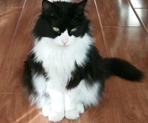 什么品相的奶牛猫最好看 什么品相的奶牛猫最好看
