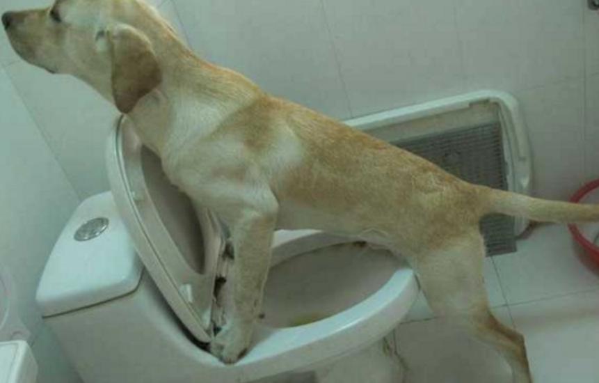 拉布拉多幼犬上厕所引导训练
