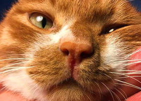 猫鼻子不通气不吃饭怎么办? 猫鼻子不通气不吃饭怎么办?