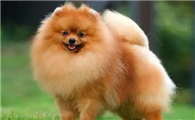 成年博美犬图片