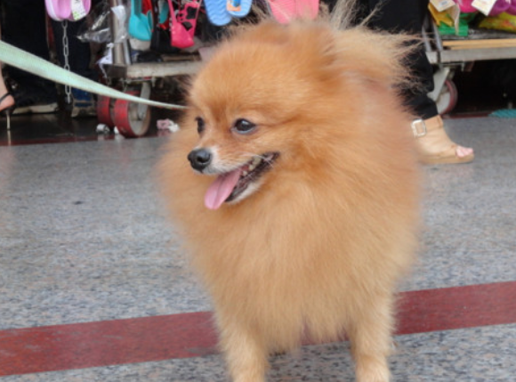 博美犬狗狗训练