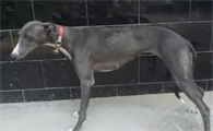 灰色格力犬图片大全
