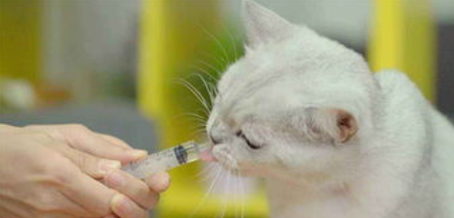 猫咪肠炎怎么办？看这篇文章怎么说？