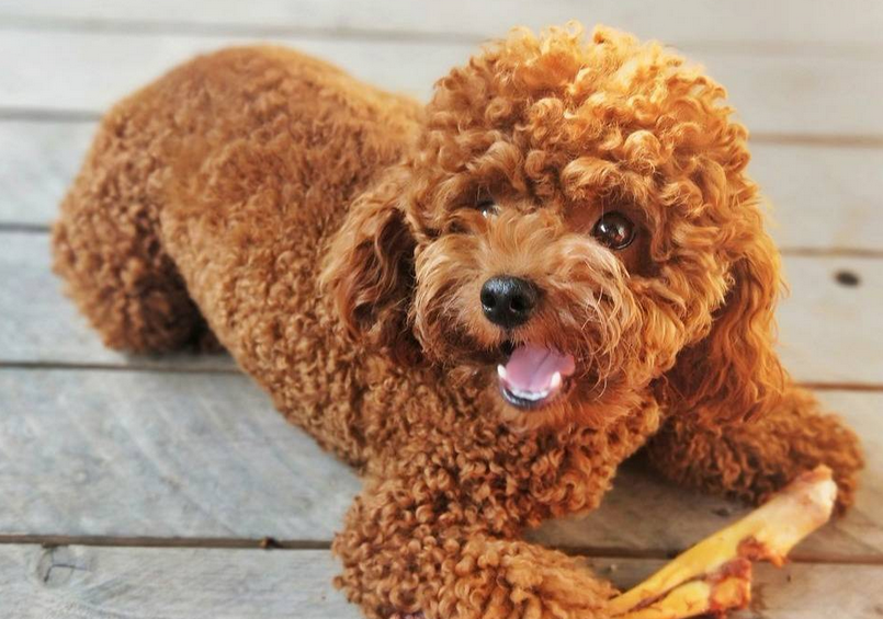 训练成年泰迪犬
