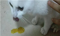 猫不吃东西吐黄水怎么办呢