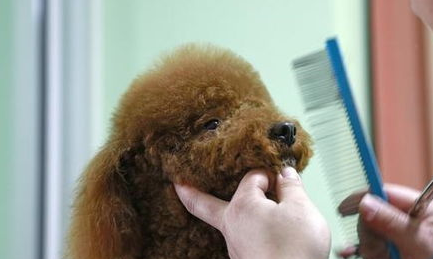 怎么给泰迪修毛？泰迪犬修毛的方法及注意事项？