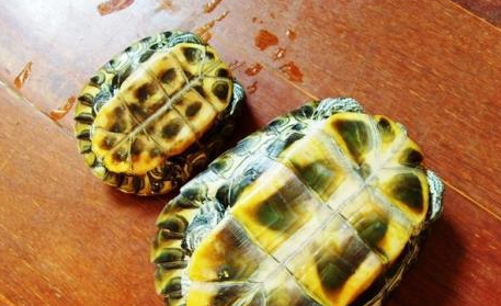 春天巴西龟不吃东西怎么办？宠主来看看吧