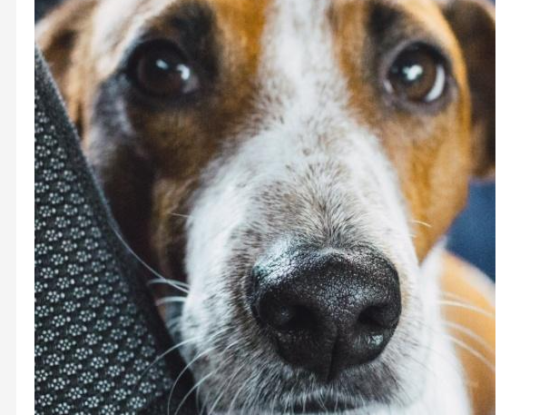 是什么原因导致狗狗胰腺外分泌不足？