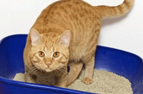 科普：猫尿不出来尿血怎么办？