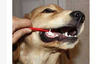 狗狗口臭，刷牙也解决不了？那可能是这些疾病的征兆