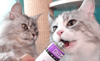 化毛膏和猫草哪个好