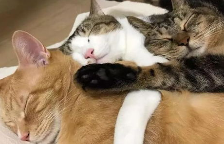 绝育猫咪乱尿怎么办？