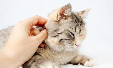猫误食东西怎么办？猫误吃了东西怎么办？