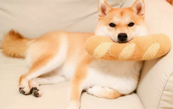 家里养两条柴犬好吗 柴犬容易饲养吗 家里养两条柴犬好吗 柴犬容易饲养吗