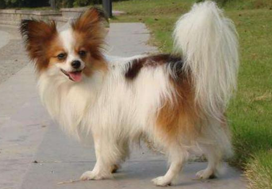 蝴蝶犬好养吗听话吗 蝴蝶犬好养吗听话吗