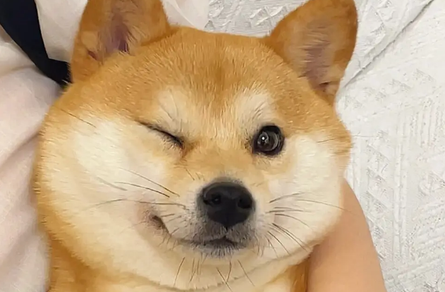 柴犬是否适合家养 柴犬是否适合家养