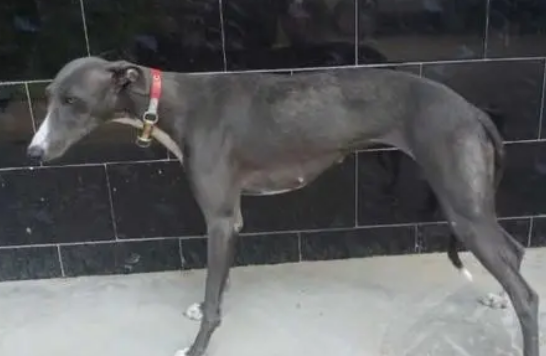 灰色格力犬图片大全