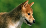 柴犬有尾巴吗？柴犬如何饲养？