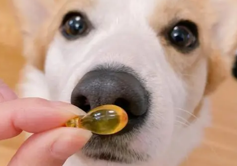 纽衡鱼油好吗 纽衡鱼油好吗