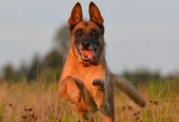 犬猫尿液分析及临床指标意义是什么?来看看吧 犬猫尿液分析及临床指标意义是什么?来看看吧