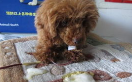 犬瘟热、细小病毒后期症状你知道多少? 犬瘟热、细小病毒后期症状你知道多少?