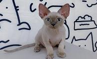 德文卷毛猫宠物猫咪猫舍