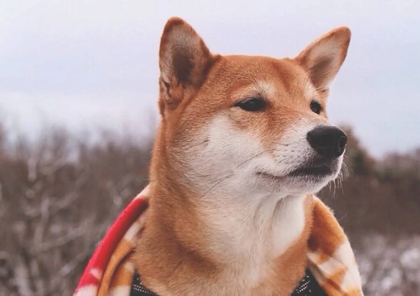 柴犬幼犬乱咬东西,柴犬幼犬乱咬东西由什么引起的? 柴犬幼犬乱咬东西,柴犬幼犬乱咬东西由什么引起的?