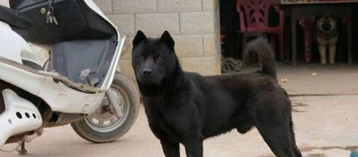 五黑犬什么品种最好