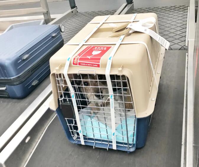 狗狗托运怎么托运