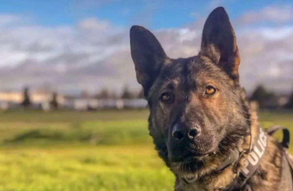 德国牧羊犬关节炎怎么治疗好？狗狗关节炎怎么治疗最好最有效