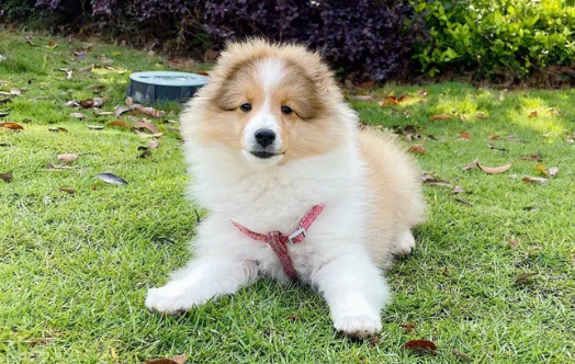 喜乐蒂犬舍哪家好 喜乐蒂犬舍哪家好