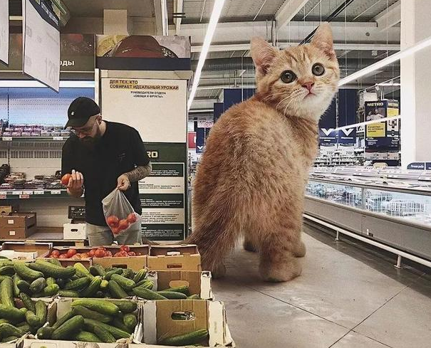 他“养”了一只3米高的猫，私密照曝光后，83万人云撸猫