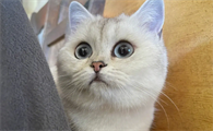 一文告诉你，猫胎盘没出来怎么办？